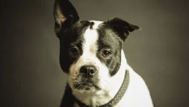 The Correct Use of Dog Training Collars