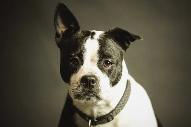 The Correct Use of Dog Training Collars