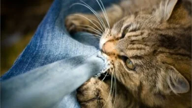 Cute brown and white cat chewing on fabric