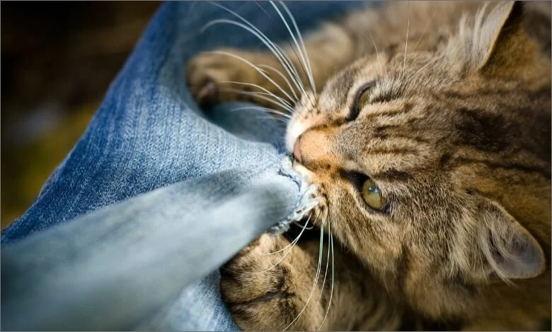 Cute brown and white cat chewing on fabric