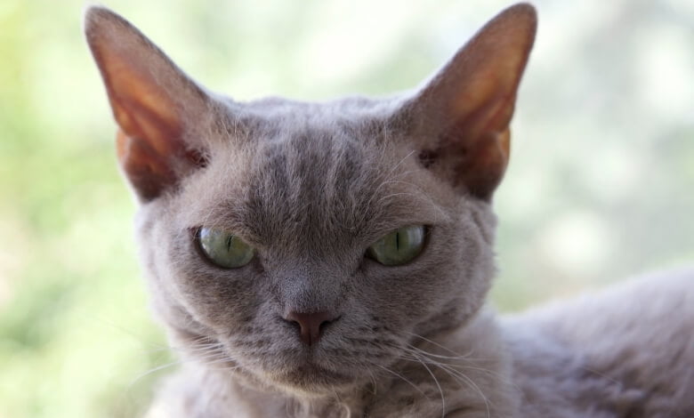 Discover the Fascinating World of Devon Rex Cats - A Guide